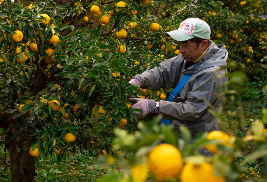 Cheers Selection Japanese Yuzu