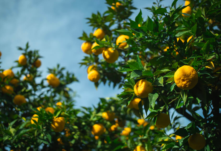 Cheers Selection Japanese Yuzu
