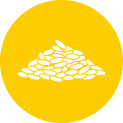 brewering process - yeast
